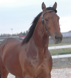 One Too Many avelsv 121102-5